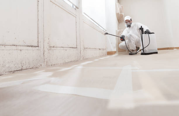 Black mold remediation team in New Prague